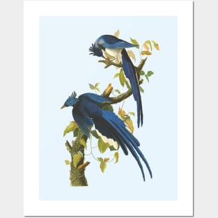 Blue Jay Bird Vintage Wildlife Illustration Posters and Art